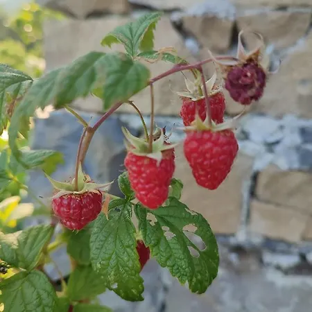 San Michele * Levanto